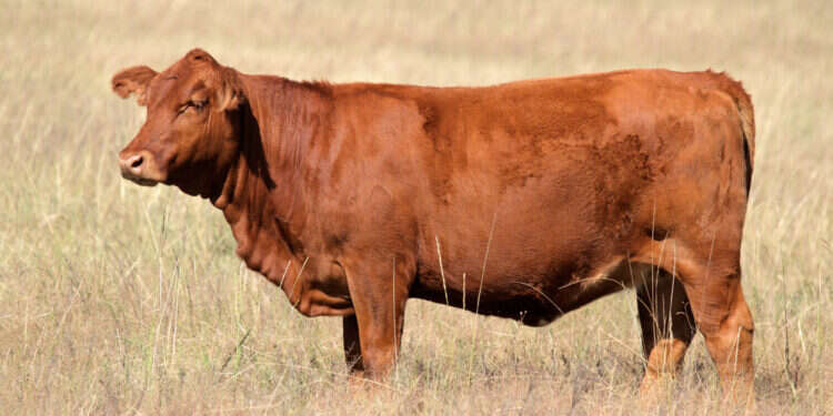 פרות פרה בקר מו