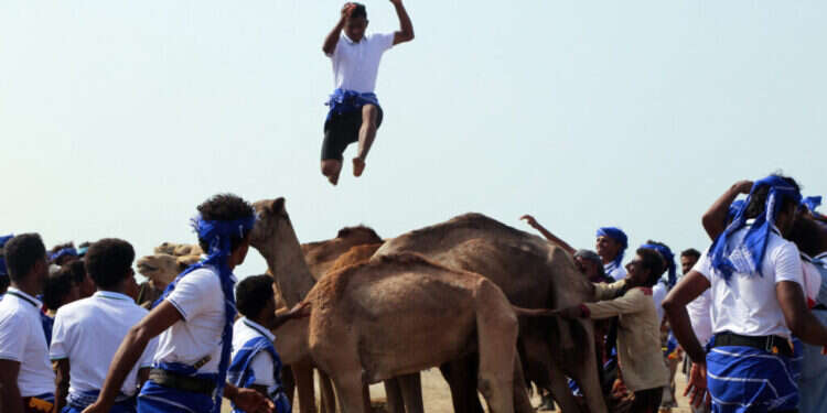 תחרות קפיצת גמלים במוח'א בתימן, אוקטובר 2022. צילום: איי.אף.פי תחרות קפיצת גמלים במוח'א בתימן, אוקטובר 2022. צילום: איי.אף.פי