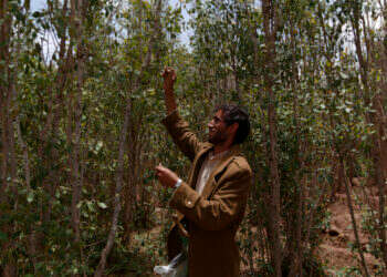 קטיף גת בצנעא. צילום: איי.אף.פי