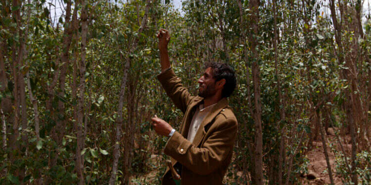 קטיף גת בצנעא. צילום: איי.אף.פי קטיף גת בצנעא. צילום: איי.אף.פי