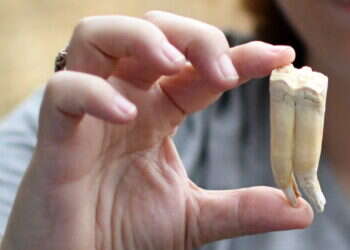 חוק אל ג׳זירה: העיוות של שיח הזכויות נותן את אותותיו