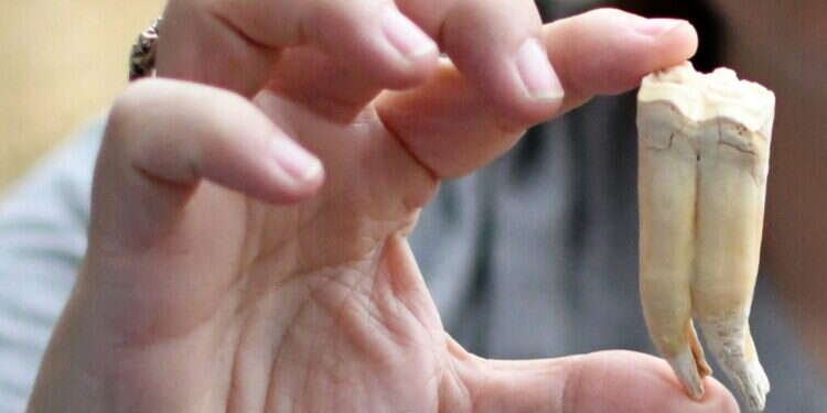 חוק אל ג׳זירה: העיוות של שיח הזכויות נותן את אותותיו