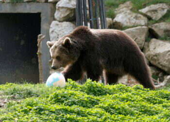 יפן: זוג דובים חומים בחרו לתקוף את הקראטיסט הלא נכון