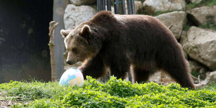 דוב חום. אילוסטרציה. צילום: EPA/ANTONIO BAT יפן: זוג דובים חומים בחרו לתקוף את הקראטיסט הלא נכון