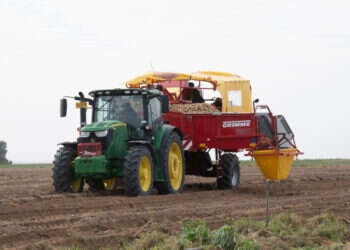 7,000 טון בשבוע: שוק תפוחי האדמה מתכונן לפסח