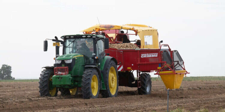 7,000 טון בשבוע: שוק תפוחי האדמה מתכונן לפסח