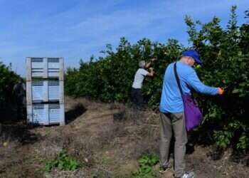 מתנדבים בעוטף עזה, לפני כשלושה חודשים. צילום: תומר נויברג, פלאש 90