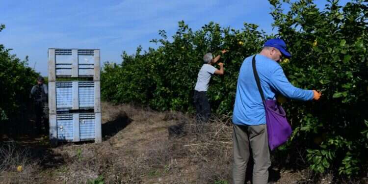 מתנדבים בעוטף עזה, לפני כשלושה חודשים. צילום: תומר נויברג, פלאש 90 מתנדבים בעוטף עזה, לפני כשלושה חודשים. צילום: תומר נויברג, פלאש 90