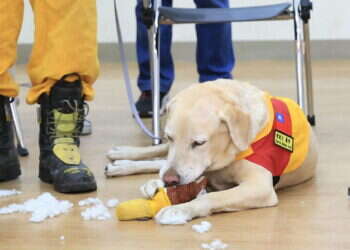 גיבור כוחות ההצלה בטייוואן: כלב חילוץ שפוטר כי היה ידידותי מידי