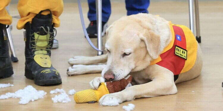 A handout photoכלב החילוץ. צילום: Hualie city government / AFP גיבור כוחות ההצלה בטייוואן: כלב חילוץ שפוטר כי היה ידידותי מידי