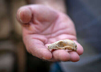 לראשונה: שימוש במאיץ חלקיקים מקשר את התנ"ך לממצאים ארכיאולוגיים