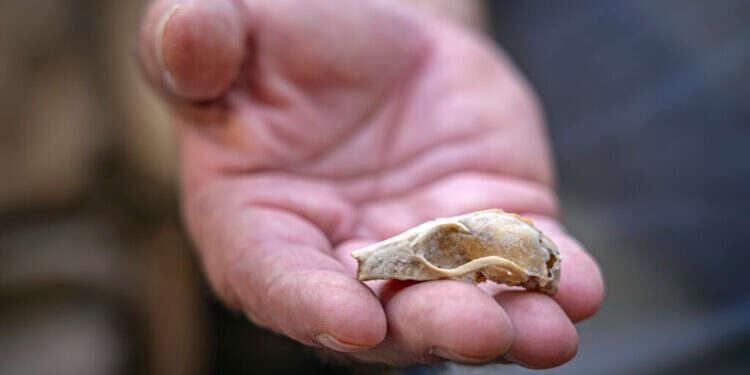 לראשונה: שימוש במאיץ חלקיקים מקשר את התנ"ך לממצאים ארכיאולוגיים