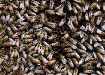 הילדה שמעה קולות – "צייד המפלצות" גילה שהיא לא סתם דמיינה