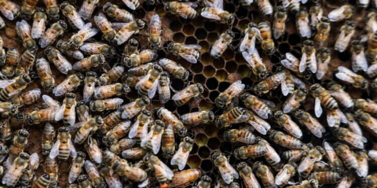 דבורים. צילום: AFP הילדה שמעה קולות – "צייד המפלצות" גילה שהיא לא סתם דמיינה