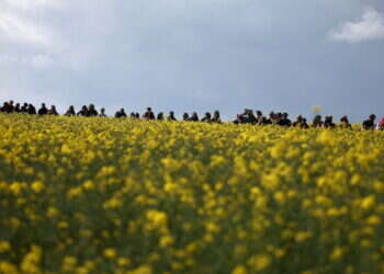 קיץ פריחה חם מזג אוויר שמים עננים שדה