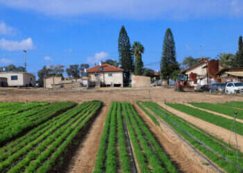 שדה בעוטף עזה, דצמבר 2023. צילום: משה שי, פלאש 90