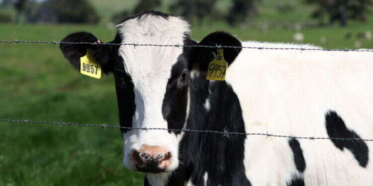 פרות. צילום:Getty Images via AFP התרופה המהפכנית שתגרום לפרות לפלוט פחות גזי חממה