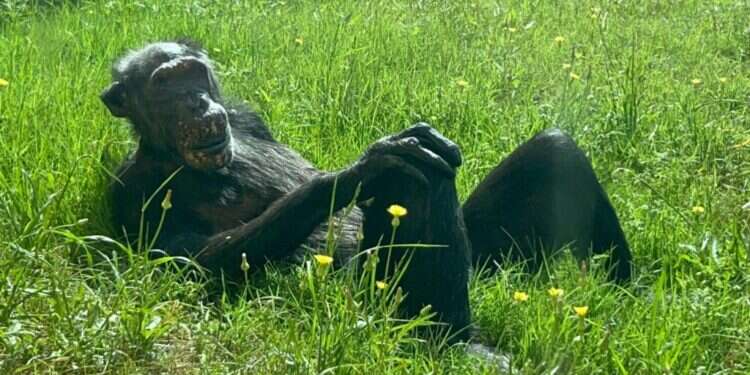 בגיל 60: מתה השימפנזה המבוגרת ביותר בספארי