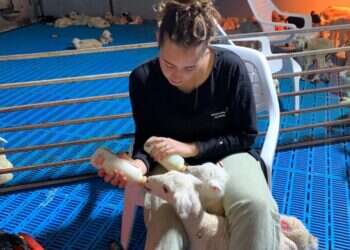 צילום: באדיבות "שועלות"