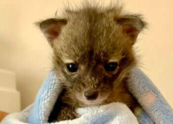 כלבלבים או חתלתולים? החיות שהובאו למקלט התבררו כמשהו אחר לגמרי