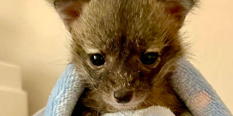 כלבלבים או חתלתולים? החיות שהובאו למקלט התבררו כמשהו אחר לגמרי