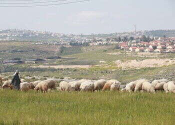 "מישהו התבלבל": עקירת העצים בנוקדים – ליד עיר פלסטינית בלתי חוקית