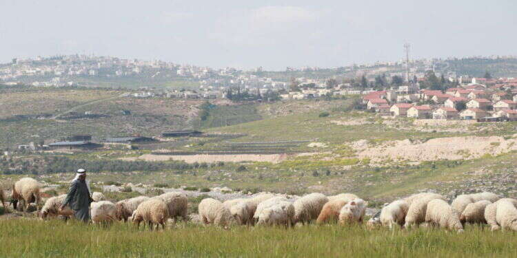 "מישהו התבלבל": עקירת העצים בנוקדים – ליד עיר פלסטינית בלתי חוקית
