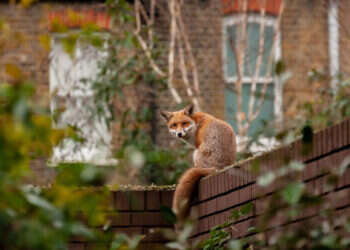 קל להיות פוליטיקאי שמבטיח להרוג שועלים. שועל עירוני בלונדון. צילום: שאטרסטוק
