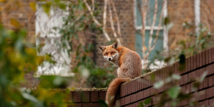 קל להיות פוליטיקאי שמבטיח להרוג שועלים. שועל עירוני בלונדון. צילום: שאטרסטוק קל להיות פוליטיקאי שמבטיח להרוג שועלים. שועל עירוני בלונדון. צילום: שאטרסטוק