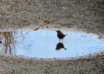 תיאורי היופי הם ההתנגדות החריפה למבנים הסמויים של ההון. ציפורים שותות משלולית בפארק. צילום: שאטרסטוק