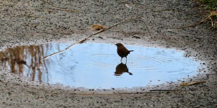 תיאורי היופי הם ההתנגדות החריפה למבנים הסמויים של ההון. ציפורים שותות משלולית בפארק. צילום: שאטרסטוק