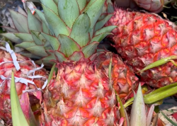 אננס אדום. צילום מסך מיוטיוב