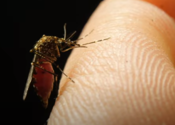 יתושה. צילום מסך מיוטיוב