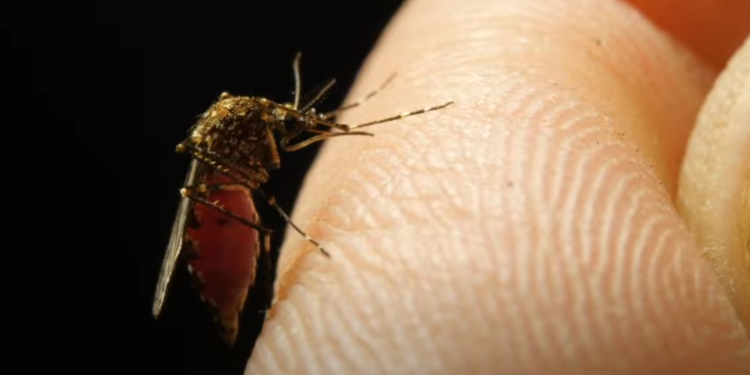 יתושה. צילום מסך מיוטיוב יתושה. צילום מסך מיוטיוב