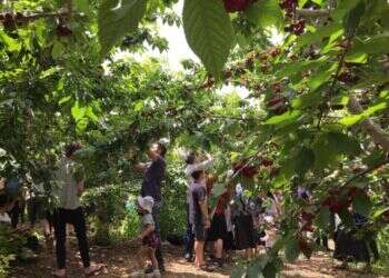 נקבת מים, אומגה ודובדבנים: הצעות לבילוי עם הילדים בגוש עציון