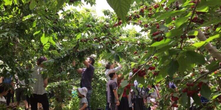 צילום: תיירות גוש עציון נקבת מים, אומגה ודובדבנים: הצעות לבילוי עם הילדים בגוש עציון