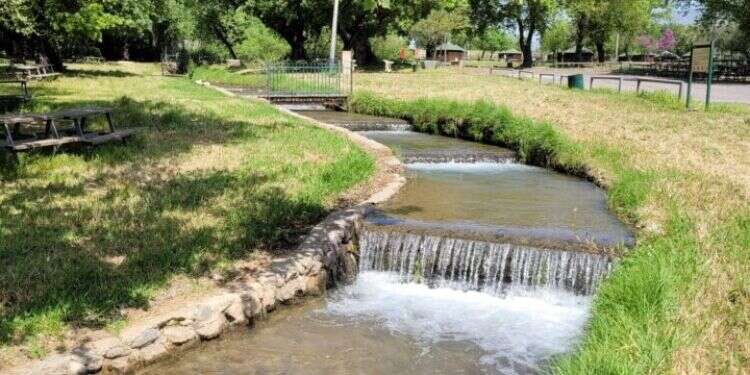 חורשת טל. צילום: רביע דעבוס, רשות הטבע והגנים