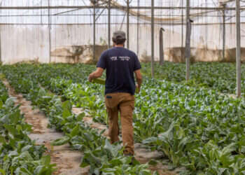 מתנדבים בחקלאות בעוטף עזה חרבות ברזל