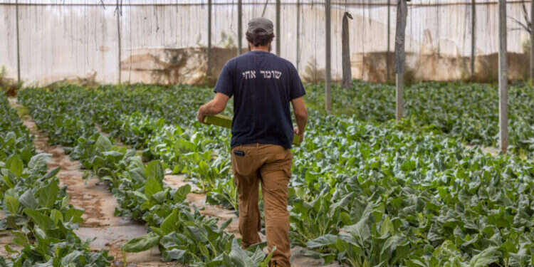 מתנדבים בחקלאות בעוטף עזה. צילום: יוסי אלוני מתנדבים בחקלאות בעוטף עזה חרבות ברזל