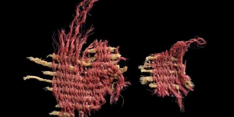 פיסת האריג הנדיר בן ה-3,800 שנה, שנצבע בכנימת האלון. צילום: דפנה גזית, רשות העתיקות תולעת שני: ממצא בן 3,800 שנה שופך אור על דרך צביעת בגדי הכהונה