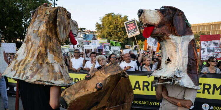 הפגנות בטורקיה למען כלבים. צילום: EPA הבעיה האמיתית של טורקיה: כלבים משוטטים