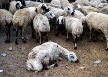 עדר כבשים וכבשה חולה. צילום: AFP עדר כבשים וכבשה חולה. צילום: AFP