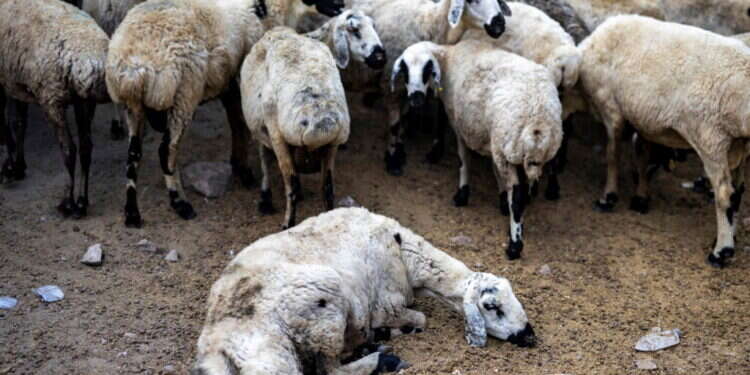 עדר כבשים וכבשה חולה. צילום: AFP