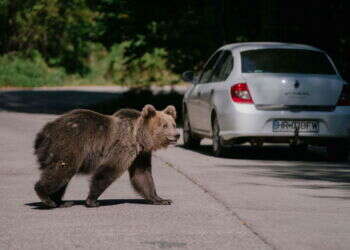 רומניה: הממשלה אישרה להרוג 500 דובים