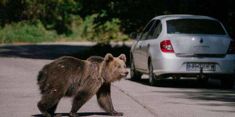 דוב חום חוצה את הכביש ברומניה, ספטמבר 2023. צילום:  Andrei Pungovschi / AFP רומניה: הממשלה אישרה להרוג 500 דובים