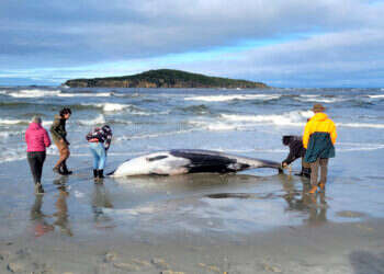 "הראשון מסוגו": הלווייתן הנדיר בעולם נמצא בניו זילנד