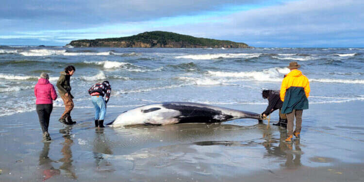 הלווייתן בעל השיניים העבותות, שנשטף אל חופה של ניו זילנד. צילום: Department of Conservation via AP "הראשון מסוגו": הלווייתן הנדיר בעולם נמצא בניו זילנד