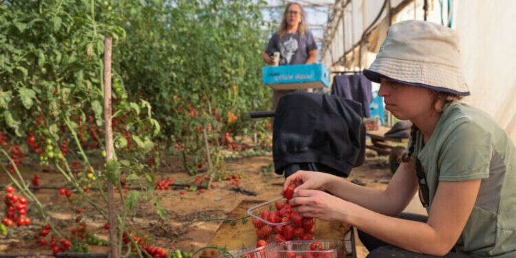 קטיף עגבניות במושב עין־הבשור, דצמבר 2023. צילום: נועם רבקין־פנטון, פלאש 90 קטיף עגבניות במושב עין־הבשור, דצמבר 2023. צילום: נועם רבקין־פנטון, פלאש 90