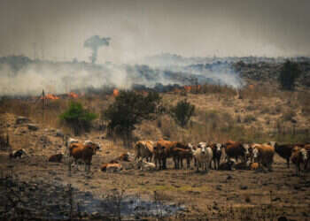 שרפה ברמת הגולן שנגרמה כתוצאה מירי טילי חיזבאללה. צילום: מיכאל גלעדי, פלאש 90 מָה כֵּן