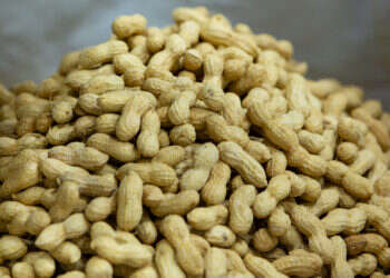 אוסטרליה משיקה תוכנית טיפולים שתרפא תינוקות מאלרגיה לבוטנים